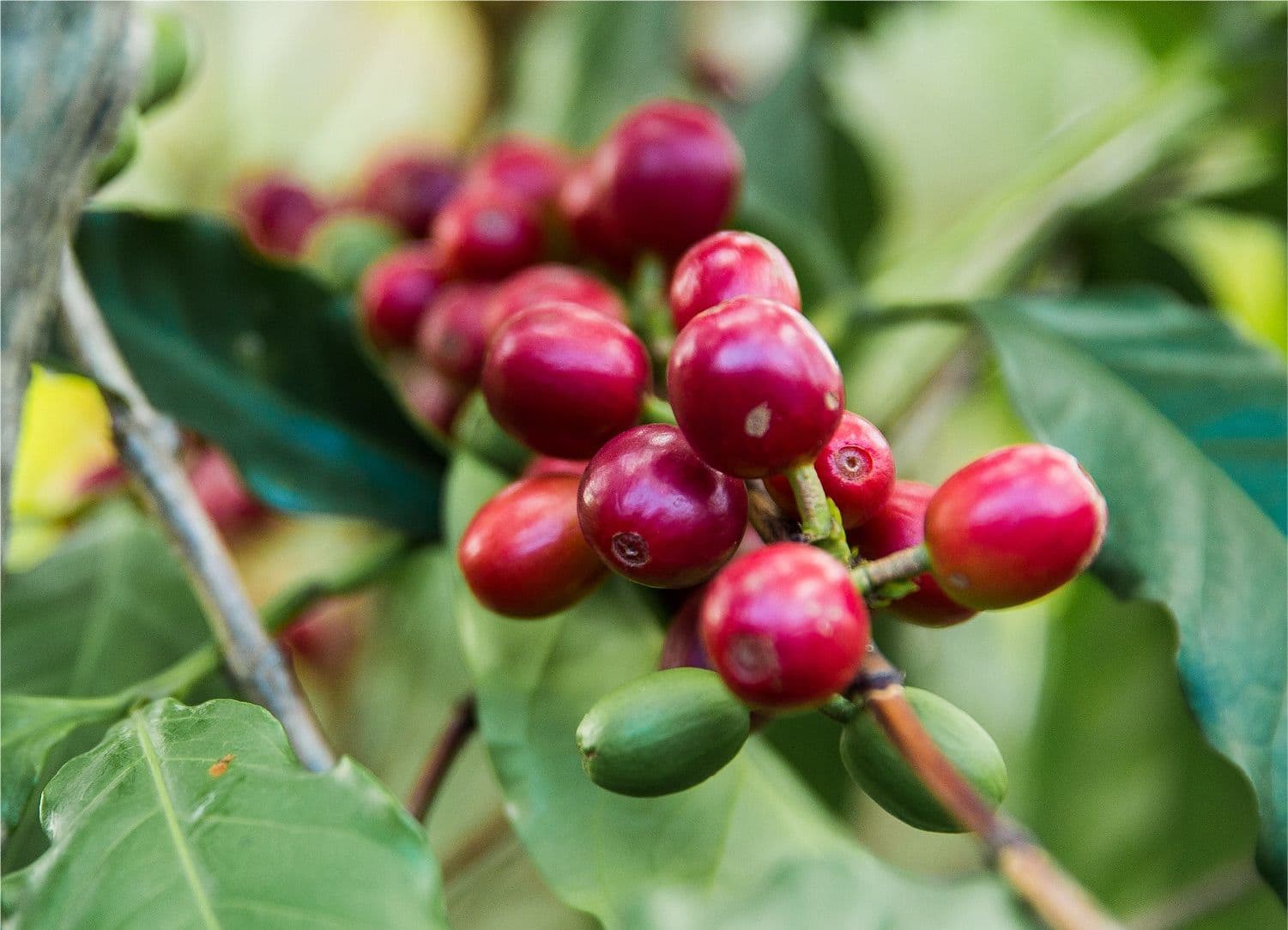Coffee Plant